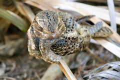 Antrostomus carolinensis