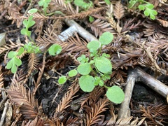 Nemophila parviflora
