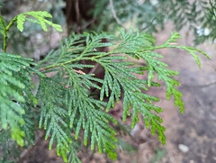 Thuja plicata