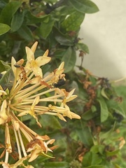 Ixora coccinea