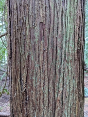 Thuja plicata