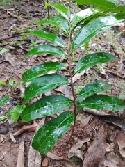 Casearia sylvestris