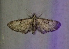 Eupithecia miserulata