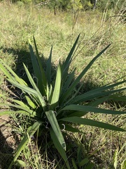 Yucca filamentosa