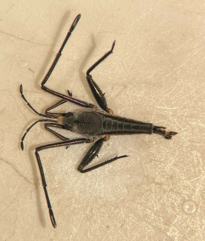 Rhagovelia becki