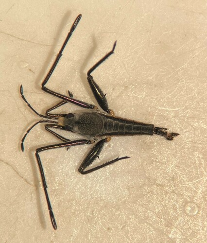 Rhagovelia becki