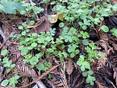 Nemophila parviflora