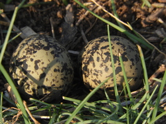 Vanellus chilensis
