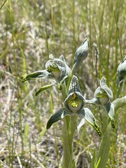 Chloraea magellanica