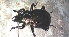 Calosoma