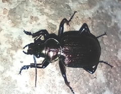 Calosoma