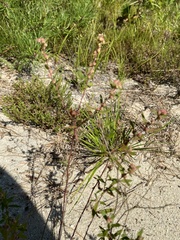Crocanthemum bicknellii