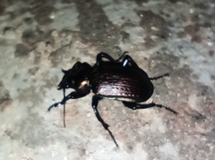 Calosoma