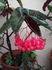 Begonia coccinea