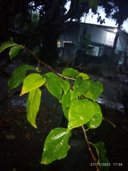 Bougainvillea glabra