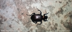 Calosoma