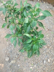 Capsicum chinense
