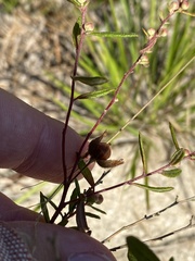 Crocanthemum bicknellii