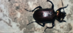 Calosoma