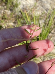 Crocanthemum bicknellii