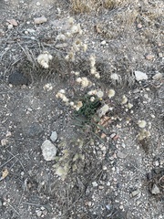Angiospermae