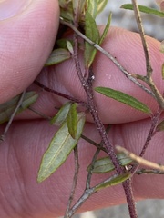 Crocanthemum bicknellii