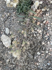 Angiospermae
