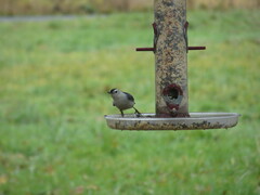 Sitta carolinensis aculeata