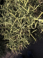 Koeberlinia spinosa
