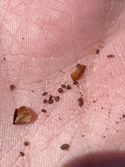 Crocanthemum bicknellii