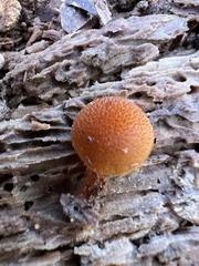 Pholiota granulosa