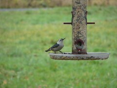 Sitta carolinensis aculeata