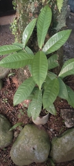 Tetracera indica