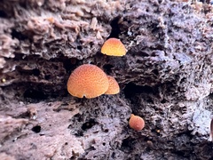 Pholiota granulosa
