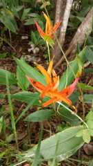Heliconia