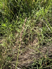 Carex tereticaulis
