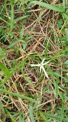 Rhynchospora colorata