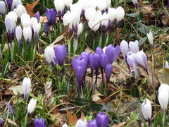 Crocus vernus