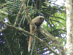 Callicebus nigrifrons