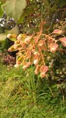 Heliocarpus americanus
