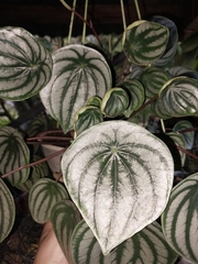 Peperomia argyreia