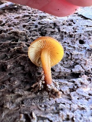Pholiota granulosa