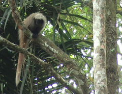 Callicebus nigrifrons