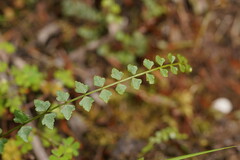 Asplenium flabellifolium