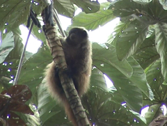 Callicebus nigrifrons
