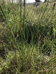Carex tereticaulis