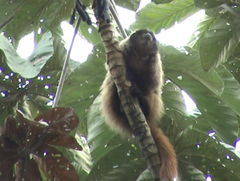 Callicebus nigrifrons