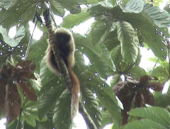 Callicebus nigrifrons