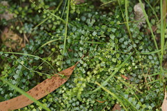 Asplenium flabellifolium