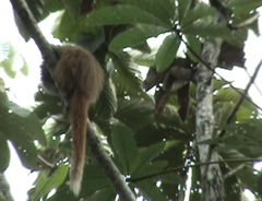 Callicebus nigrifrons